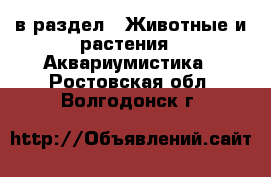  в раздел : Животные и растения » Аквариумистика . Ростовская обл.,Волгодонск г.